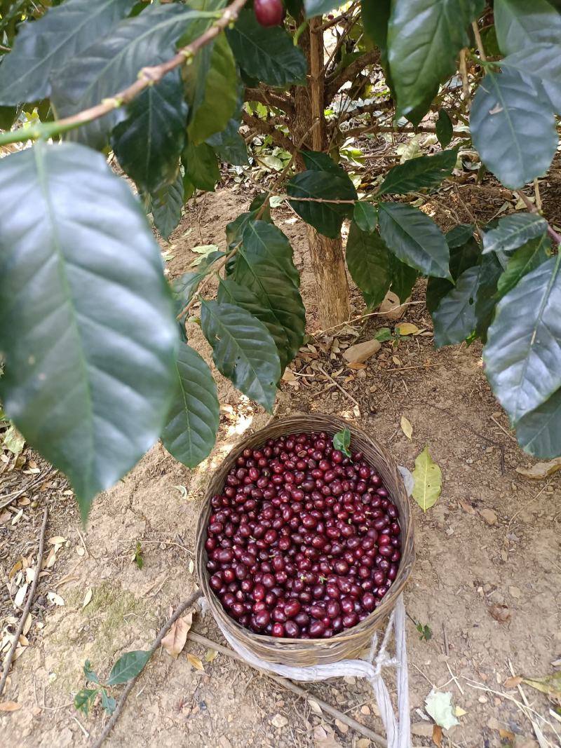咖啡果皮茶