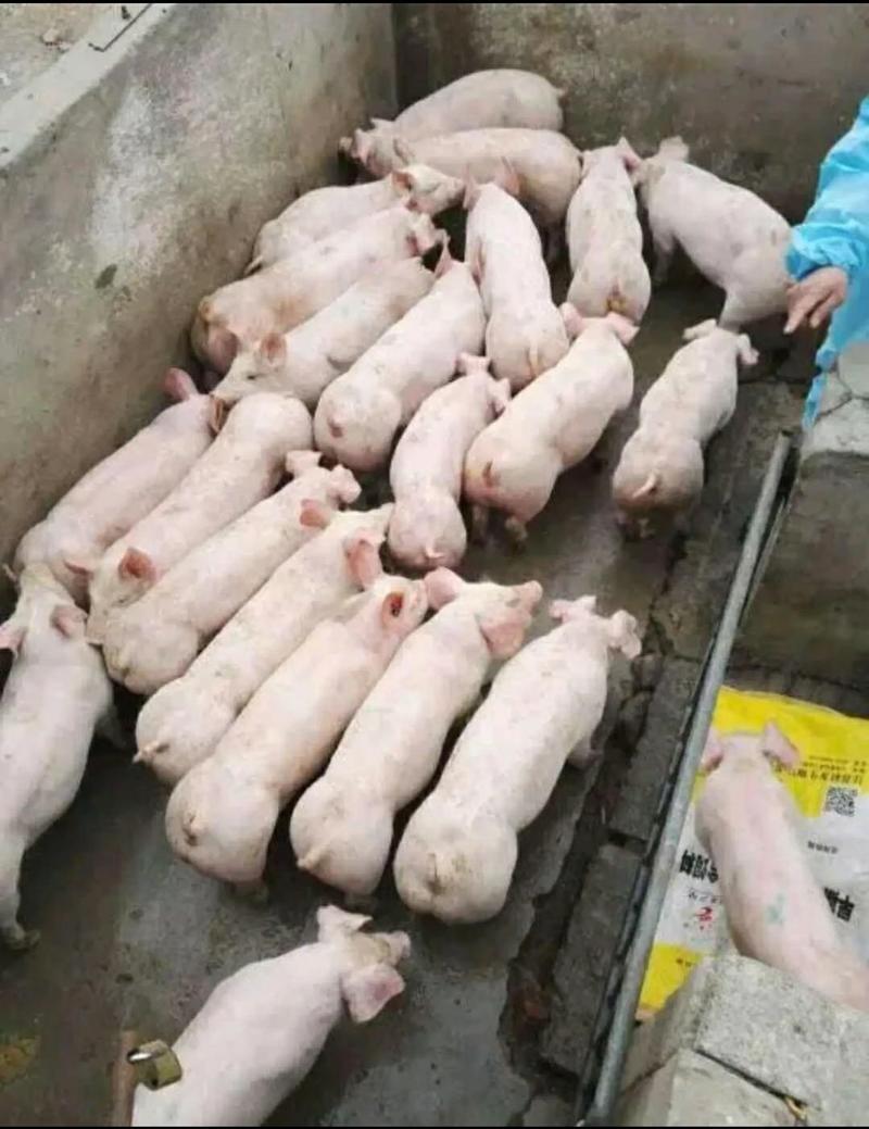 山东生猪活猪品种齐全专员指导防疫到位抗病能能力强