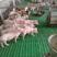 山东生猪活猪品种齐全专员指导防疫到位抗病能能力强