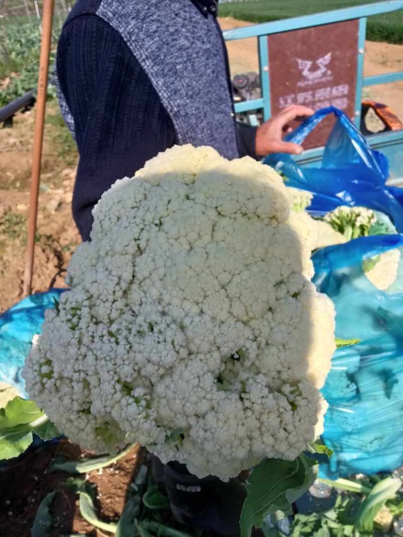 有机花菜，青梗半散，小米粒表面平整