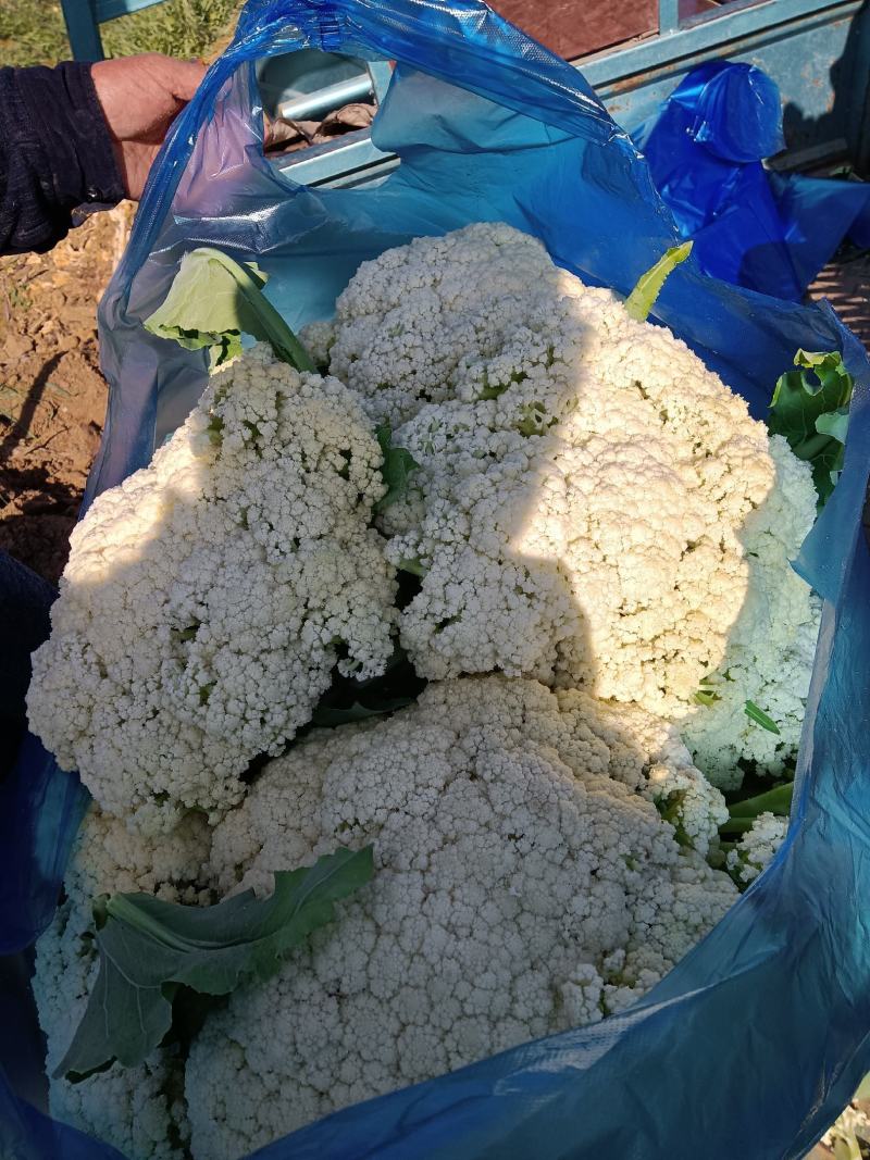 有机花菜，青梗半散，小米粒表面平整