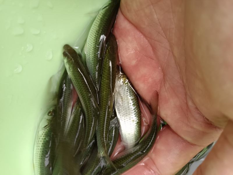 优质赤眼尊鱼苗，保质保量，抗病毒好养快大良种，苗场直供。
