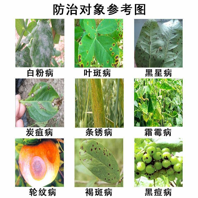 农药批发43%戊唑醇白粉病叶斑病锈病黑星病炭疽病果树农药