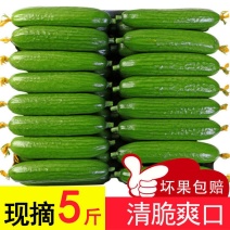 寿光水果黄瓜荷兰小黄瓜现摘现发承接商超批发电商一件代发
