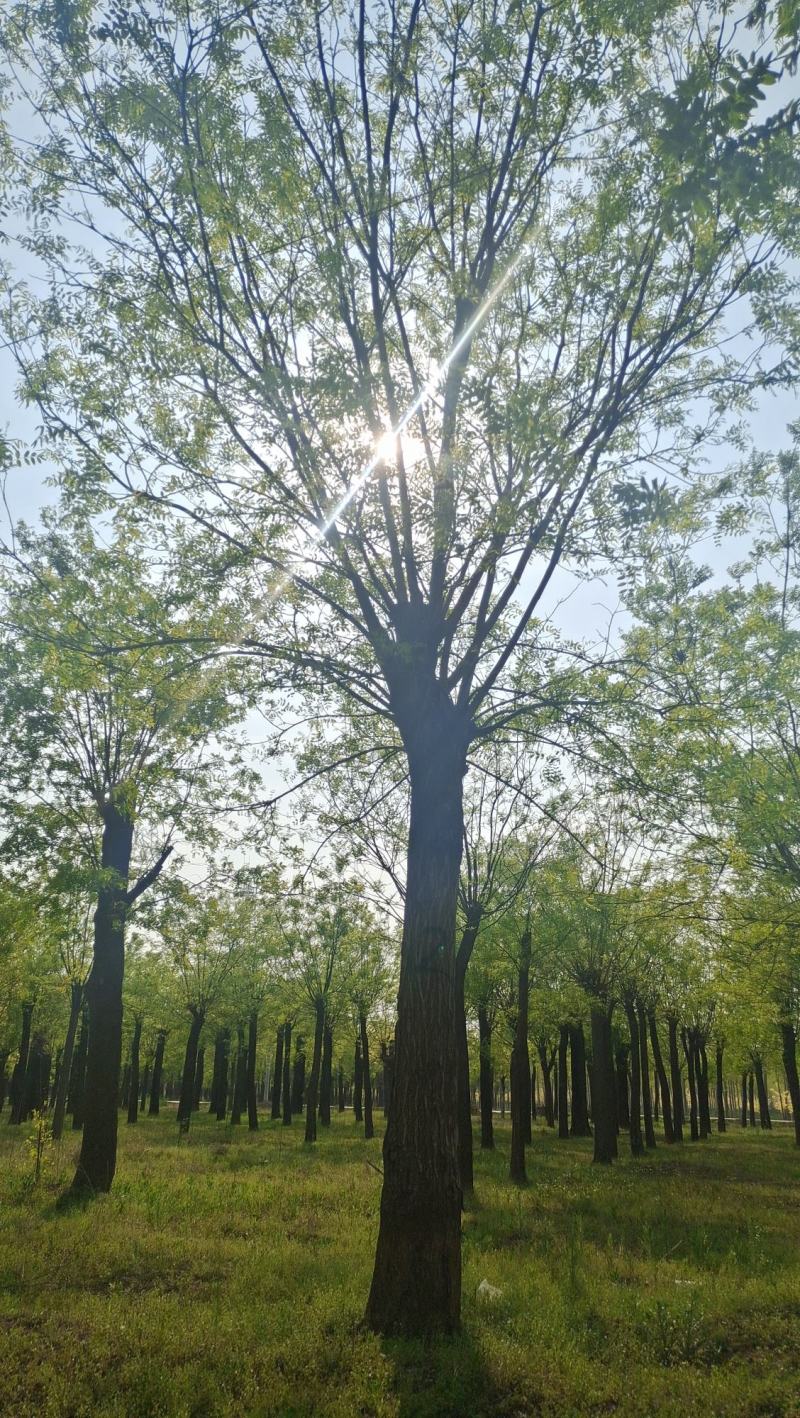 大规格发冒国槐，812公分金枝槐