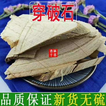 云南野生中药材穿破石柘根地棉根黄蛇根包邮