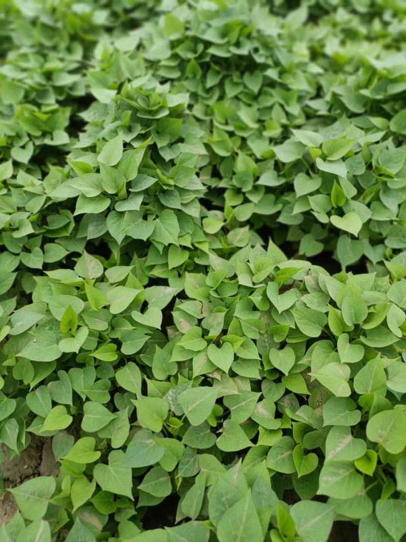 龙薯九拔苗，脱毒龙薯九拔苗，慧谷龙薯九拔苗