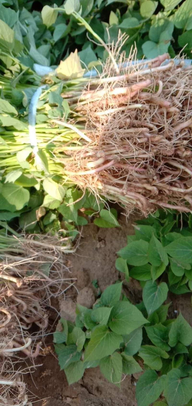 龙薯九拔苗，脱毒龙薯九拔苗，慧谷龙薯九拔苗