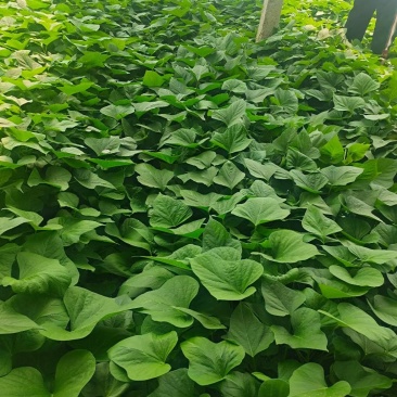 龙薯九拔苗，脱毒龙薯九拔苗，慧谷龙薯九拔苗