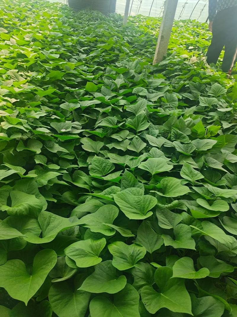 龙薯九拔苗，脱毒龙薯九拔苗，慧谷龙薯九拔苗