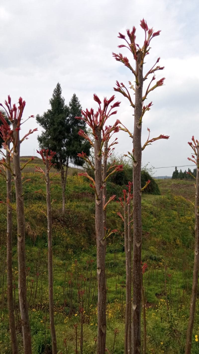 正宗红油香椿苗基地直销