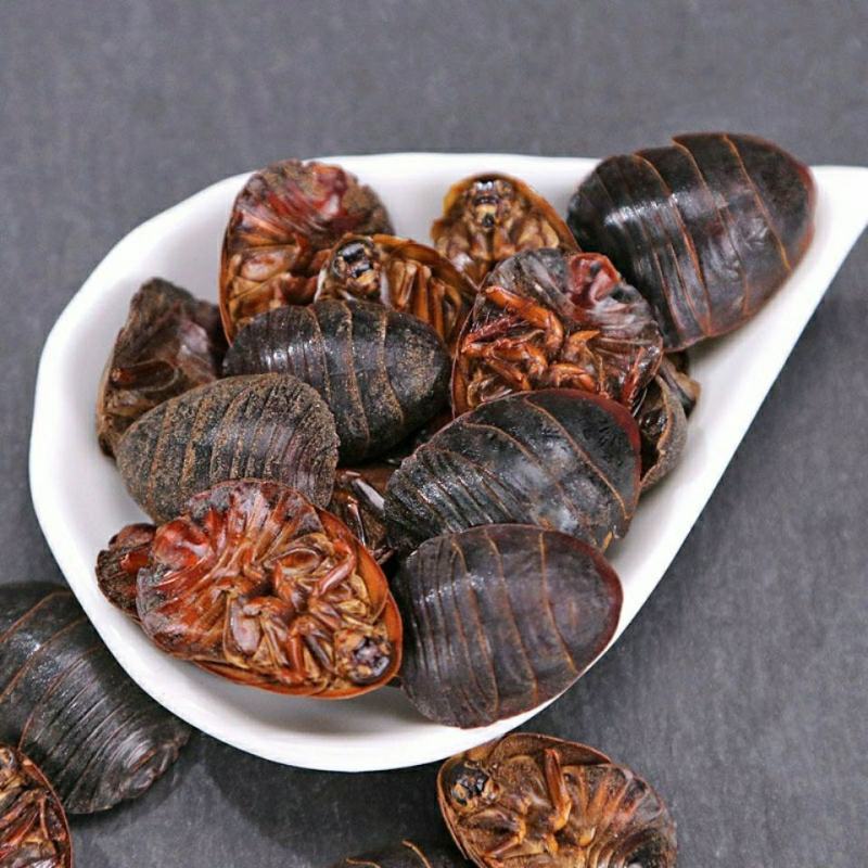 野生中药材土鳖虫正品地鳖虫土元蛰虫包邮