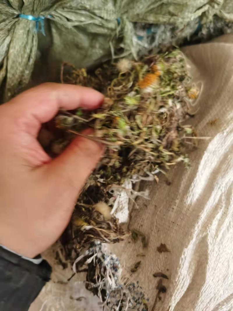 野生蒲公英野生手工采摘蒲公英带根药食两用可批发零售