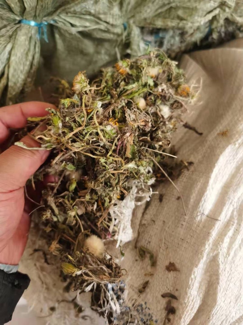 野生蒲公英野生手工采摘蒲公英带根药食两用可批发零售