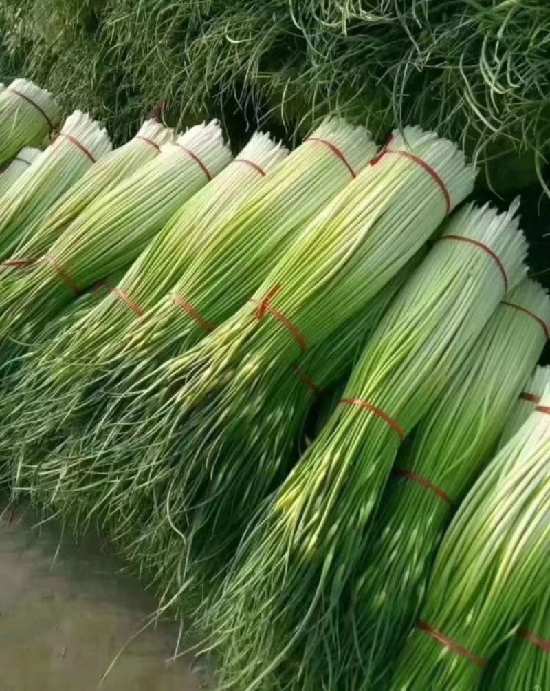 丰县精品白帽蒜苔产地直销场地宽阔支持全国一键代发加工预冷