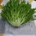 苦菊精品苦菊，苦叶产地直销货量充足，供应全国各地