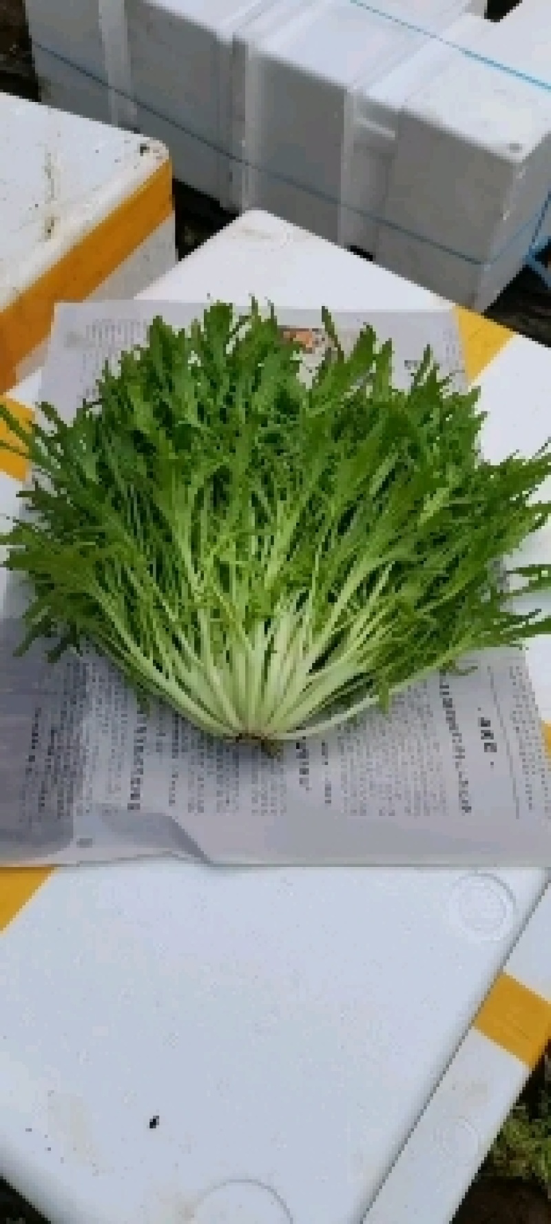 苦菊精品苦菊，苦叶产地直销货量充足，供应全国各地