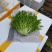 苦菊精品苦菊，苦叶产地直销货量充足，供应全国各地