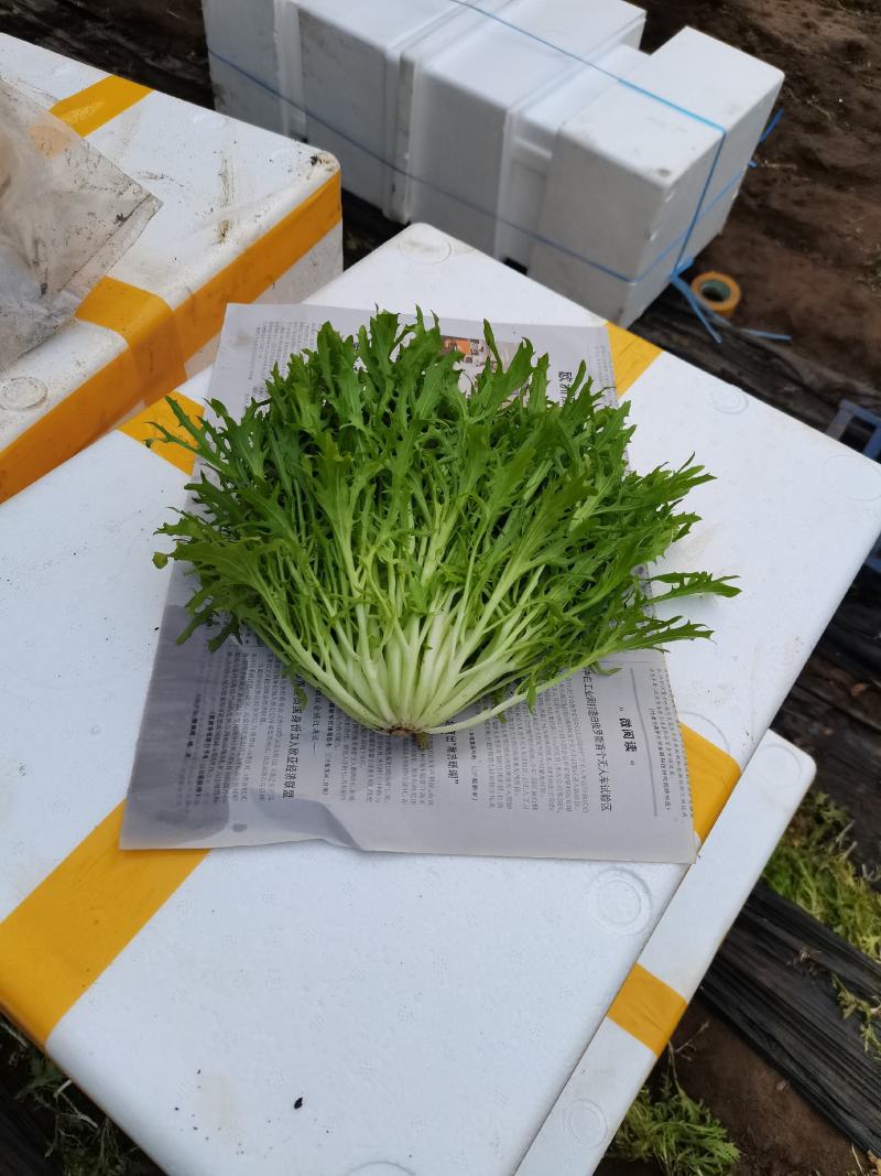 苦菊精品苦菊，苦叶产地直销货量充足，供应全国各地