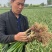 新鲜大蒜。5.5cm起步。上市了有需要的联系我