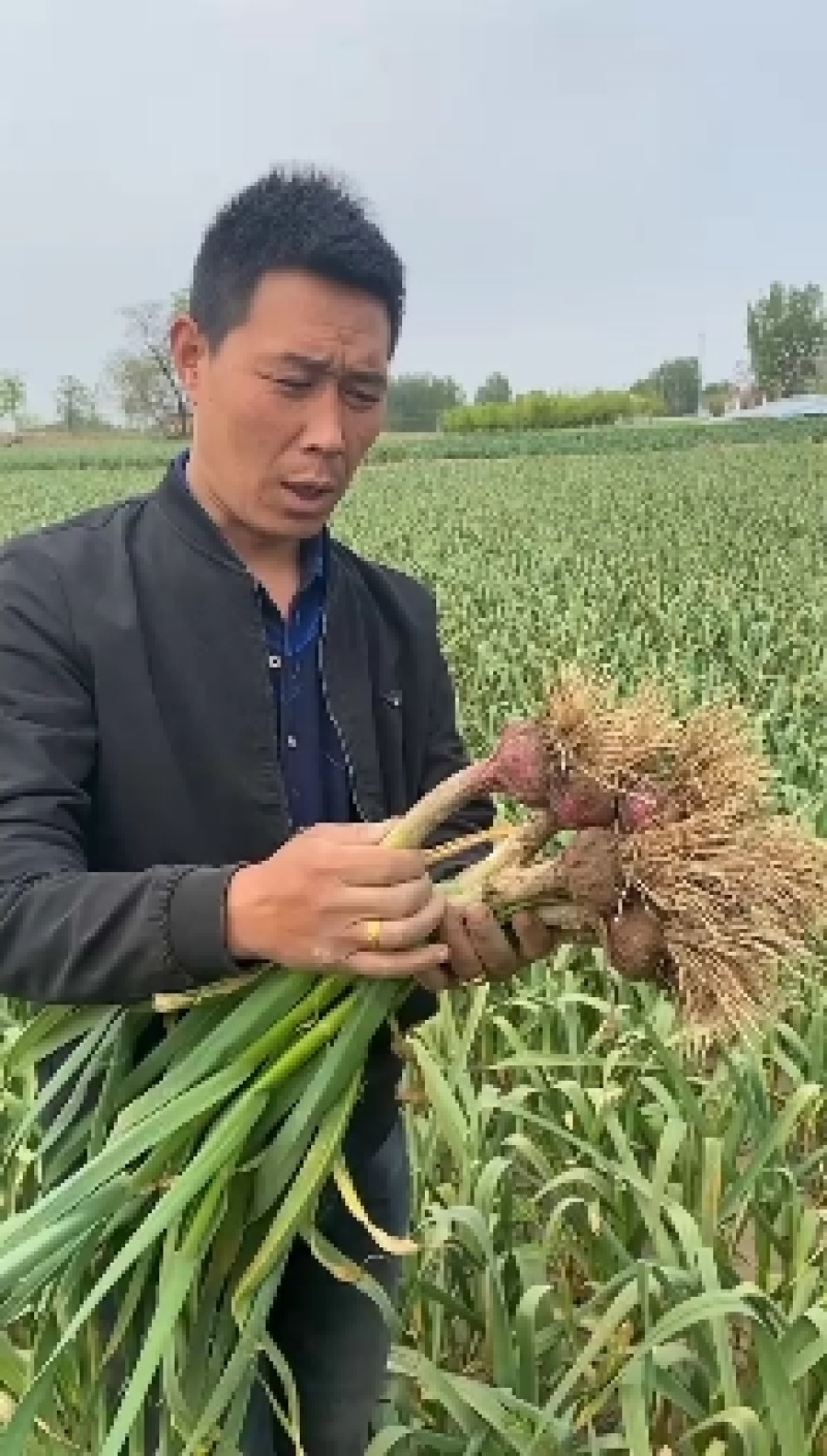 新鲜大蒜。5.5cm起步。上市了有需要的联系我