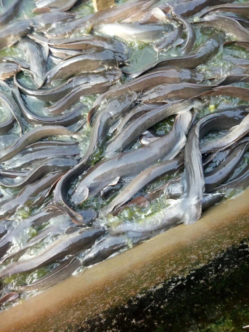鲶鱼