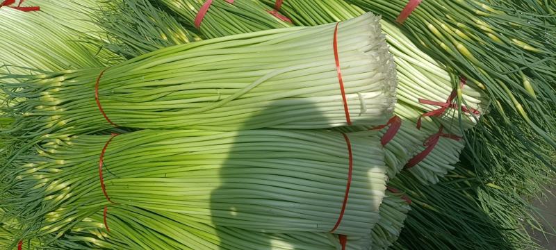 丰县精品白帽蒜苔产地直销场地宽阔支持全国一键代发加工预冷