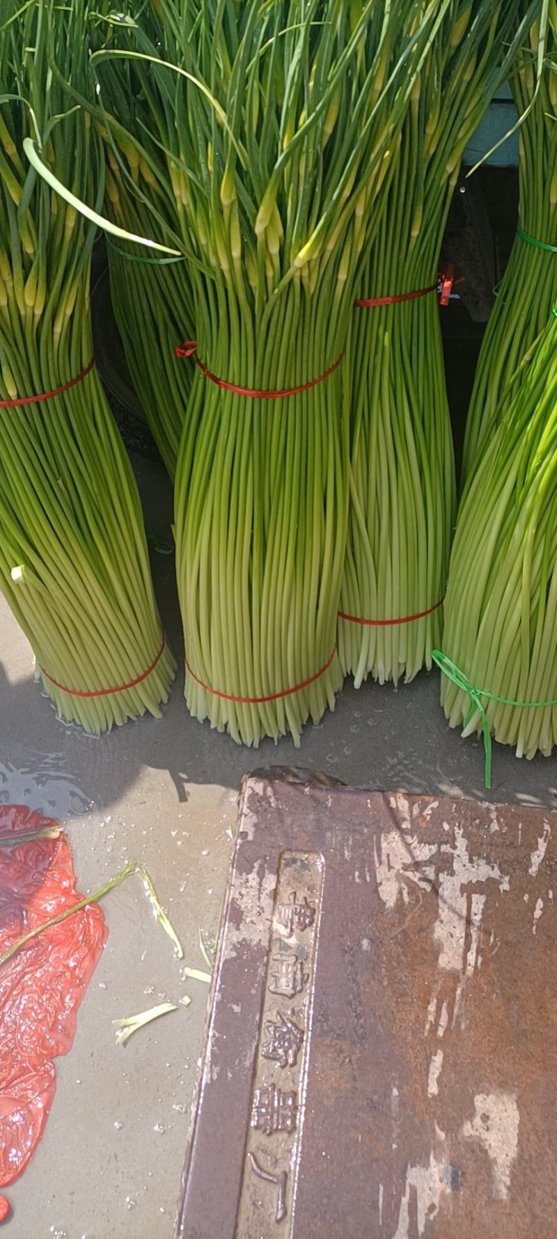 丰县精品白帽蒜苔产地直销场地宽阔支持全国一键代发加工预冷