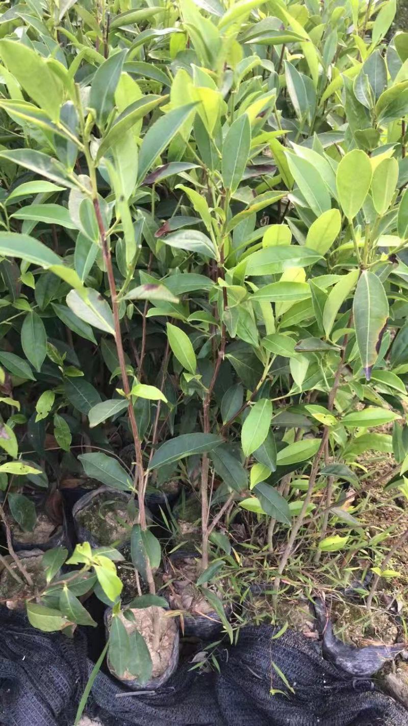 批发供应凤凰单枞茶苗单丛茶苗蜜兰香，大乌叶，距朵仔等等