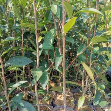 批发供应凤凰单枞茶苗单丛茶苗蜜兰香，大乌叶，距朵仔等等