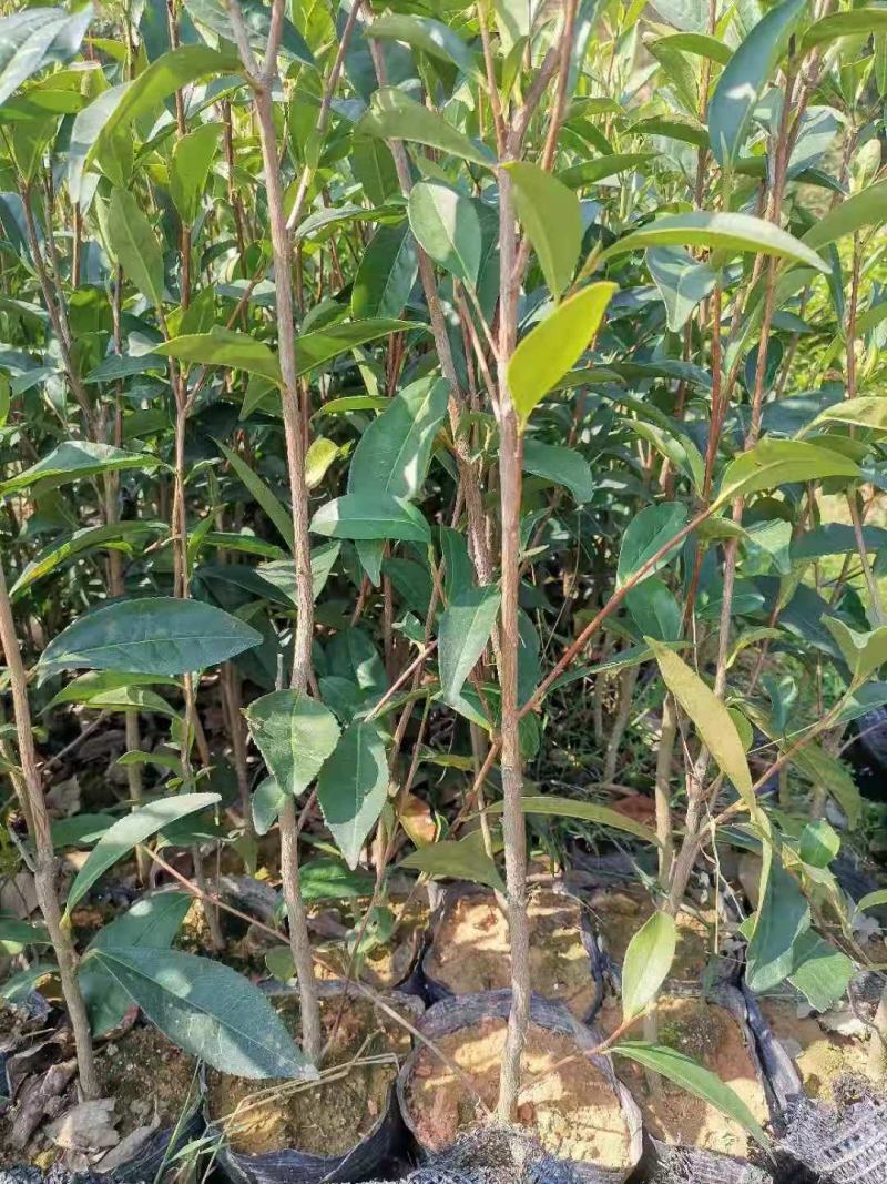 批发供应凤凰单枞茶苗单丛茶苗蜜兰香，大乌叶，距朵仔等等