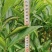批发供应凤凰单枞茶苗单丛茶苗蜜兰香，大乌叶，距朵仔等等