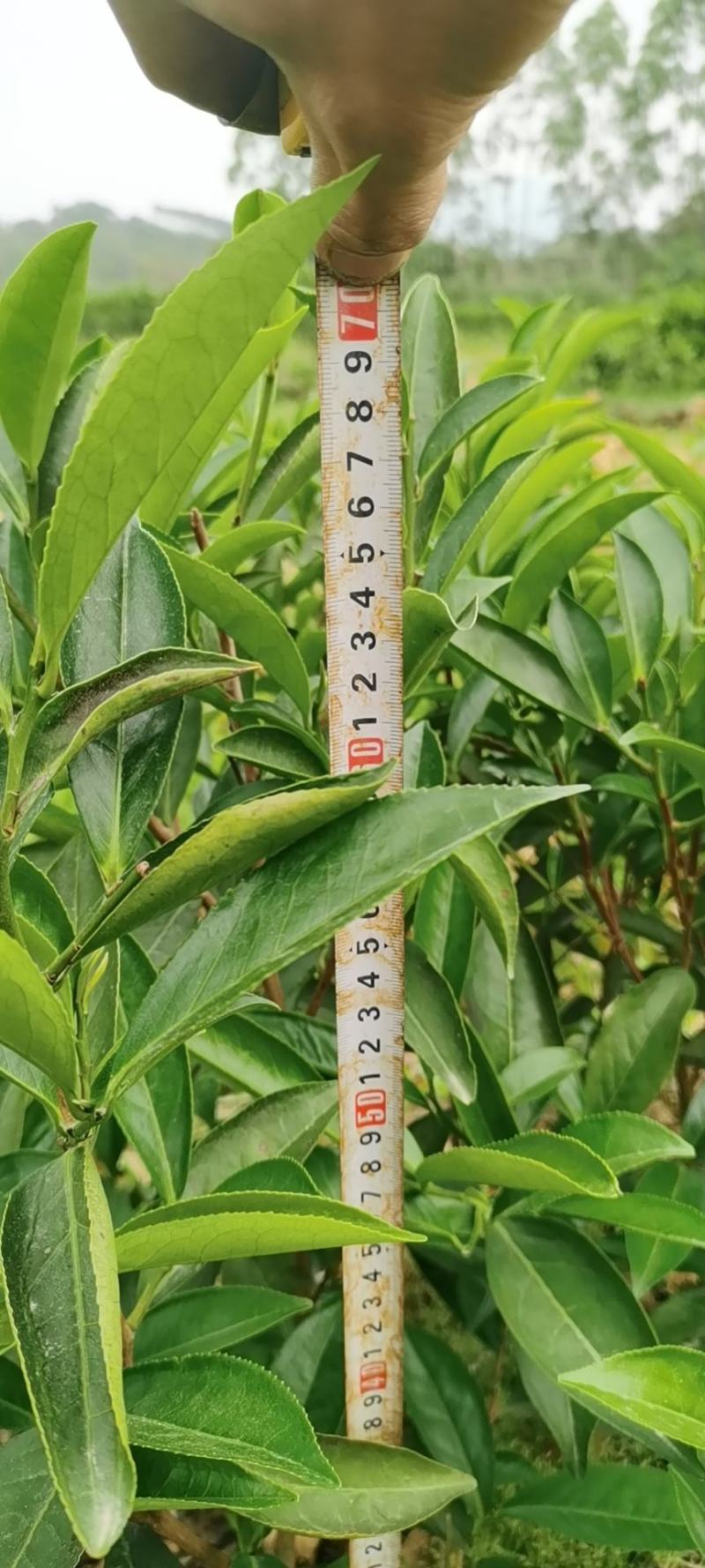 批发供应凤凰单枞茶苗单丛茶苗蜜兰香，大乌叶，距朵仔等等