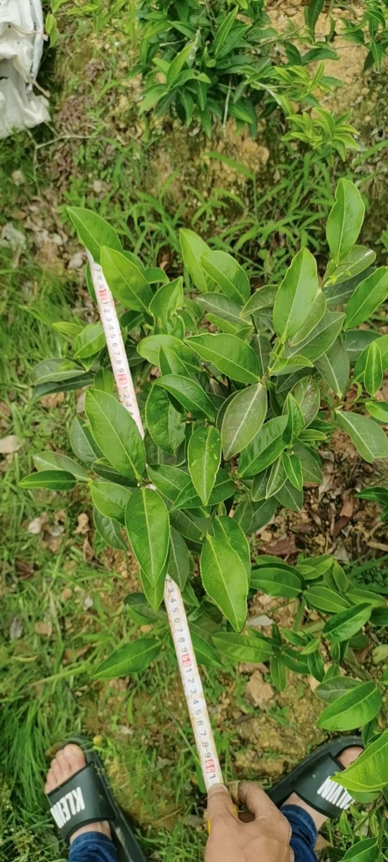 批发供应凤凰单枞茶苗单丛茶苗蜜兰香，大乌叶，距朵仔等等