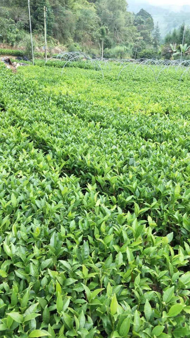 批发供应凤凰单枞茶苗单丛茶苗蜜兰香，大乌叶，距朵仔等等