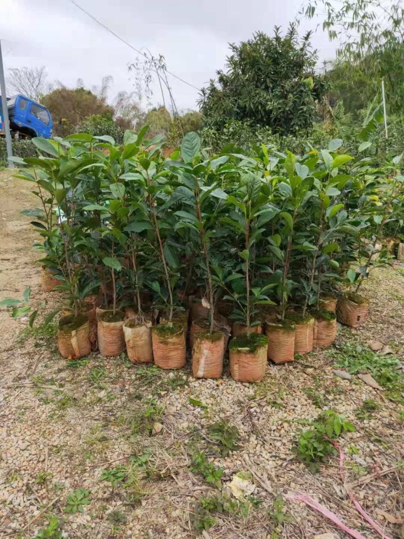 批发供应凤凰单枞茶苗单丛茶苗蜜兰香，大乌叶，距朵仔等等