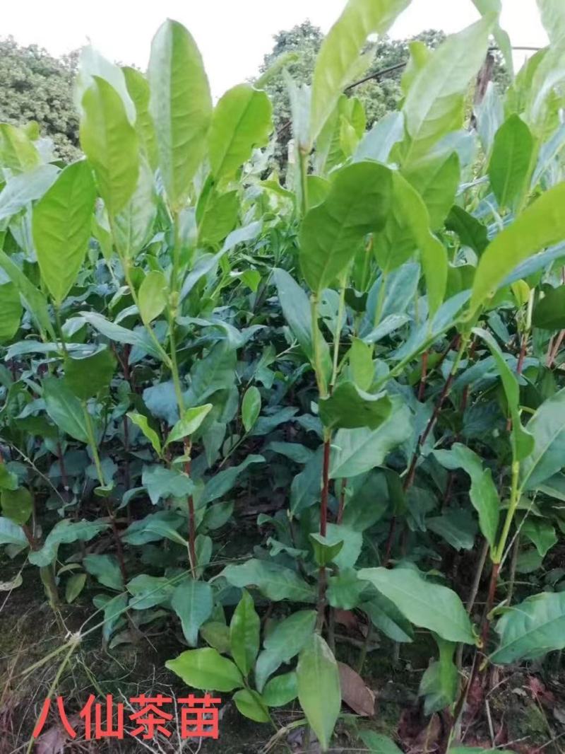批发供应凤凰单枞茶苗单丛茶苗蜜兰香，大乌叶，距朵仔等等