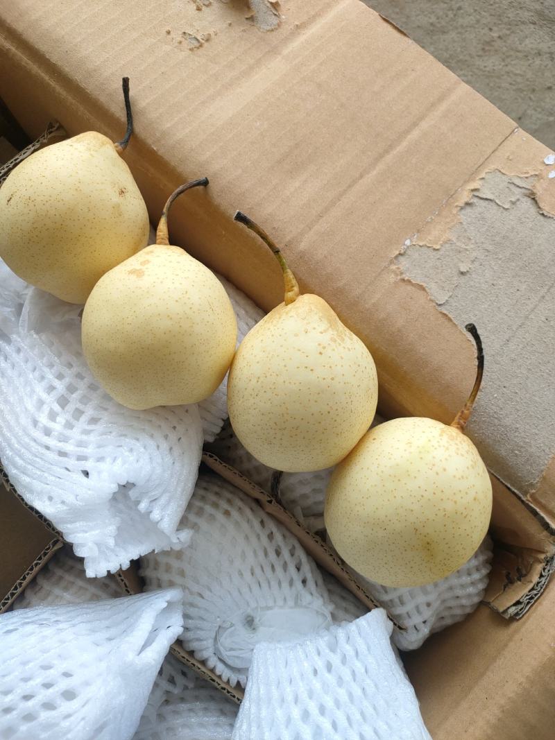 水晶梨吐血大甩卖大量现货供应，质量一等一