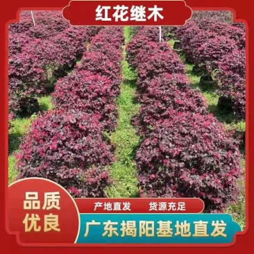 红继木70*80左右，白布袋