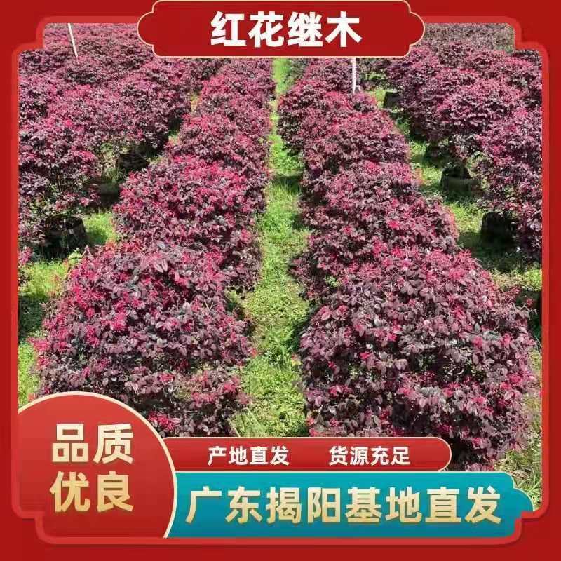 红继木70*80左右，白布袋