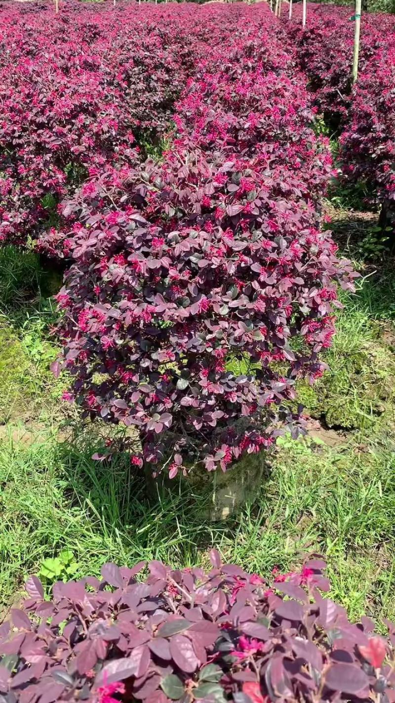 红继木70*80左右，白布袋