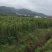 粉防己苗己大量上市，适合各种气候与土壤，易种活保成活率，