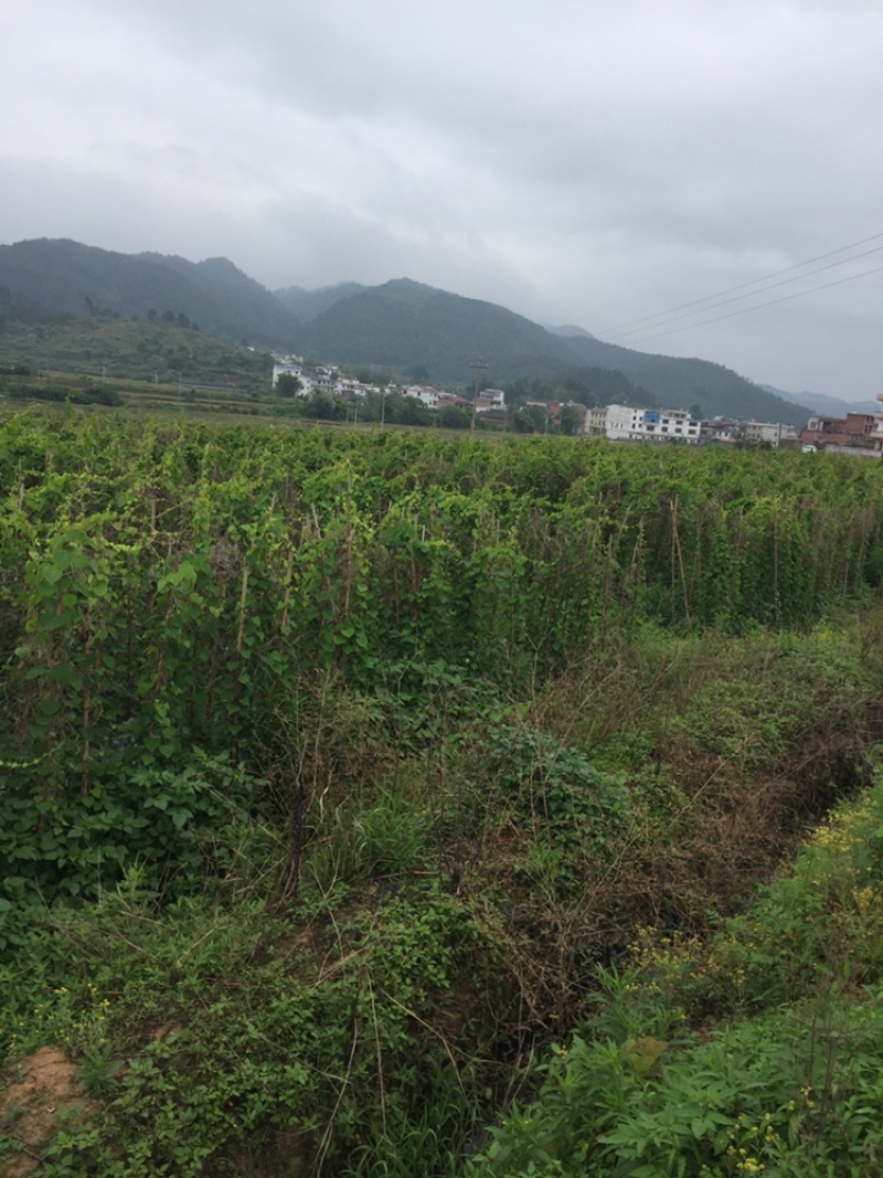 粉防己苗己大量上市，适合各种气候与土壤，易种活保成活率，