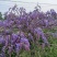 葛花菜