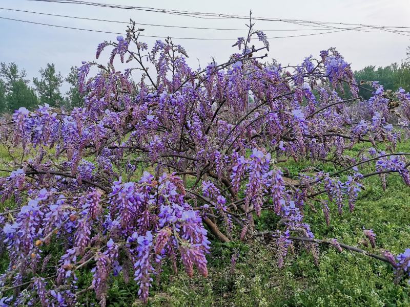 葛花菜