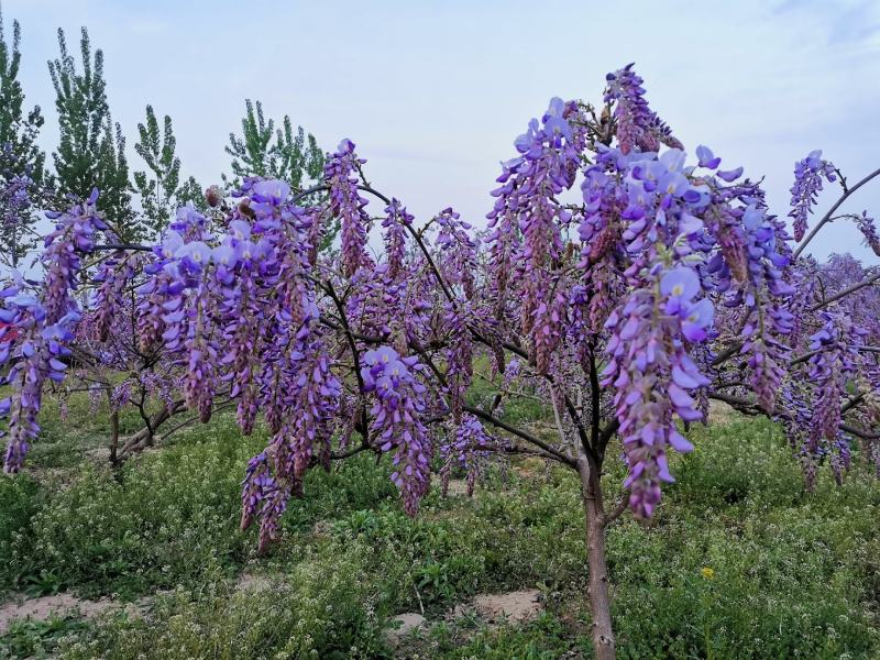 葛花菜