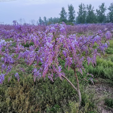 葛花菜