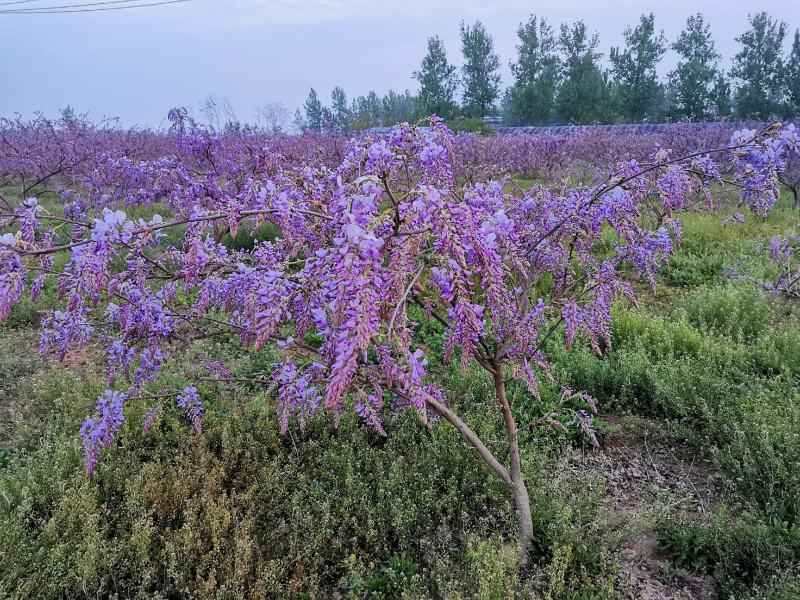 葛花菜