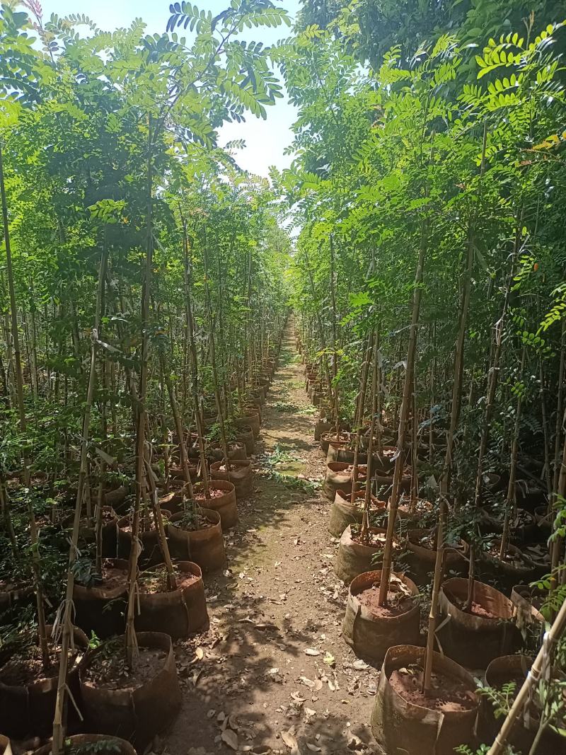 两米高(1至3分)青香木欢迎大家来实地考察