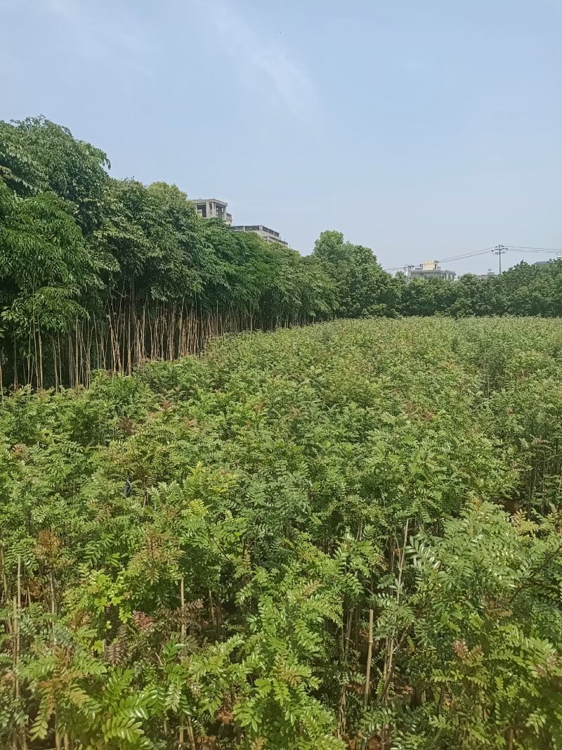 两米高(1至3分)青香木欢迎大家来实地考察